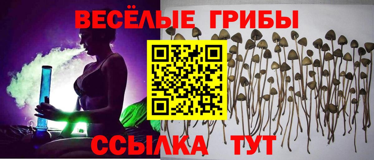 Псилоцибиновые грибы Psilocybine cubensis  Вход с VPN  Каменка 